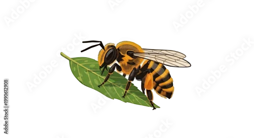 Obraz Closeup of a large yellow bee.