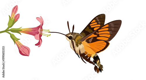 Hummingbird Moth Feeding on Flower.