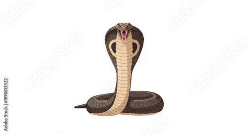 Cobra Snake Reptile Species Closeup.