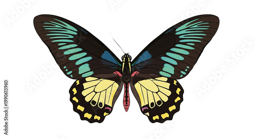 Colorful Butterfly with Open Wings.