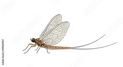 Mayfly Insect with Long Tail 1.