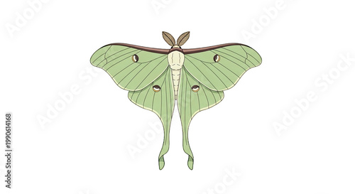 Green Luna Moth Insect Wings Spread.