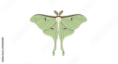 Green Luna Moth with Wings Spread.