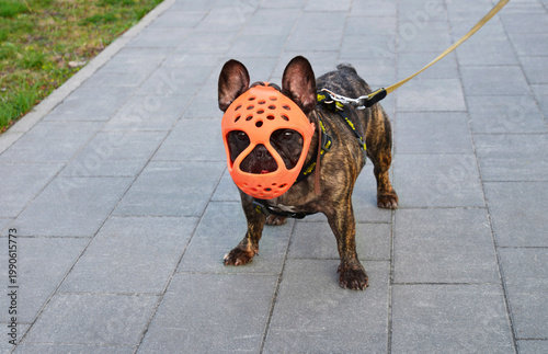 Young French Bulldog in a specialized muzzle that prevents from picking up food and unwanted items while walking.
