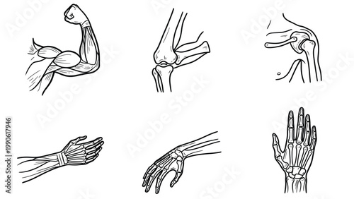 Human Arm & Hand Anatomy Illustrations: Muscles, Bones, Joints. Medical, Biology, Health Diagram Set