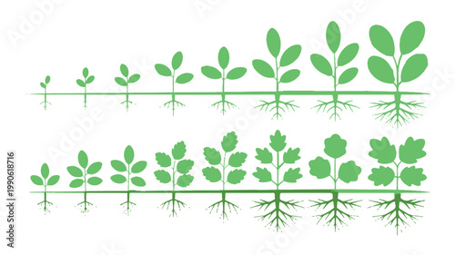Plant Growth Illustration: An illustrative display, showcasing the progression of plant development from seed to maturity, emphasizing the roots and leaves through a sequence of growth phases.