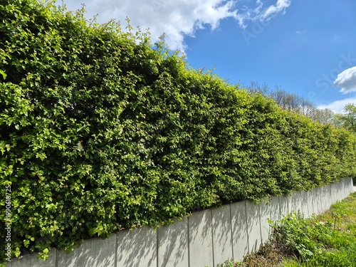 Weißdorn-Hecke (wissenschaftlich Crataegus monogyna)