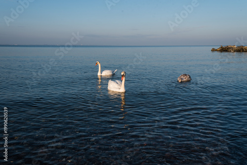White Swans Swimming in the Calm Baltic Sea at Niendorf Beach during Sunrise
