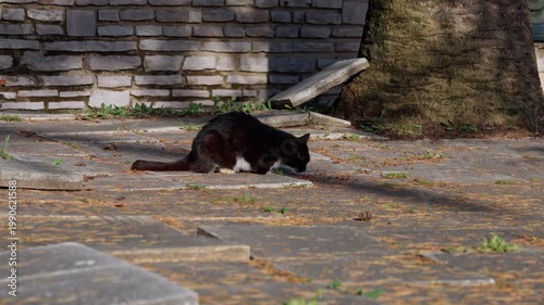 Black and white stray cat eating on old stone pavement outdoors near brick wall and tree trunk, urban wildlife scene, street animal lifestyle, natural daylight