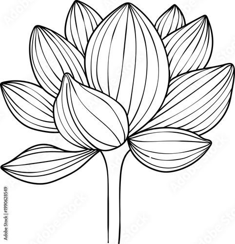 Hand-drawn lotus flowers , black and white vector illustration in linear style, isolated on white background. Botanical floral collection for coloring books, wedding invitations, and zen design.