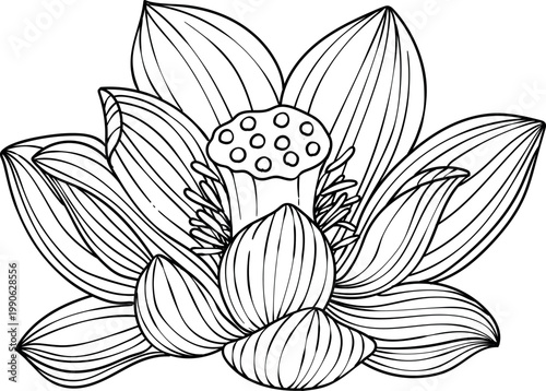 Hand-drawn lotus flowers , black and white vector illustration in linear style, isolated on white background. Botanical floral collection for coloring books, wedding invitations, and zen design.