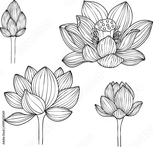 Hand-drawn set of lotus flowers and buds, black and white vector illustration in linear style, isolated on white background. Botanical floral collection for coloring books, wedding invitations, and ze