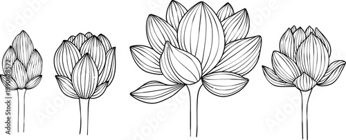 Hand-drawn lotus flowers , black and white vector illustration in linear style, isolated on white background. Botanical floral collection for coloring books, wedding invitations, and zen design.