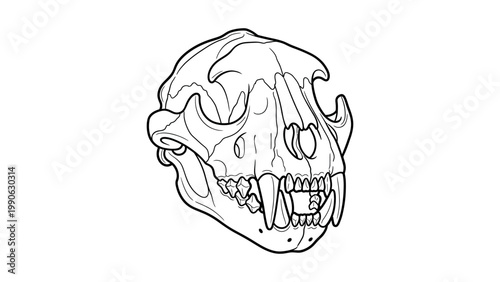 An illustration depicts a detailed animal skull with teeth and jawbone in profile view.