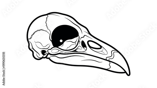An illustration of a bird skull with a large eye socket and sharp beak.