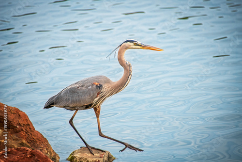 Great Blue Heron Stepping Off Rock