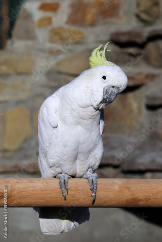 A white parrot sits on a perch and looks into the camera.