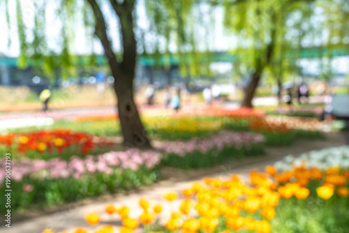 Seoul, South Korea - Apr. 19, 2026 : Beautiful red and yellow tulips in full bloom at Yongbi-swimteo garden, Seoul.