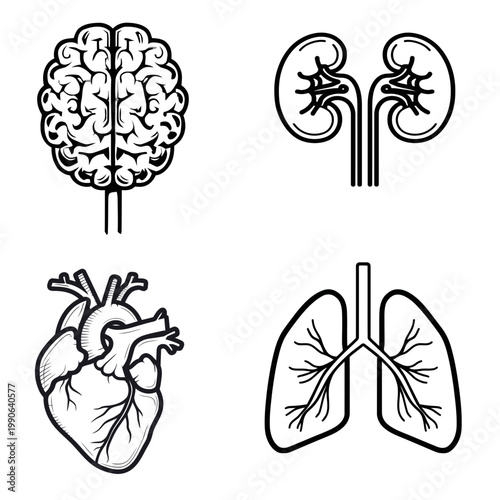 Human Organ Icon Set featuring Brain Heart Lungs and Kidneys
