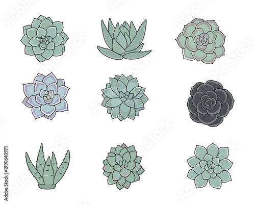 Diverse Succulent Plants and Cacti Collection in Flat Style, Different Shapes and Green Tones of Echeveria and Aloe for Home Decor and Gardening