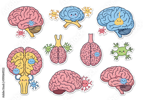 Brain Anatomy Medical Illustrations.