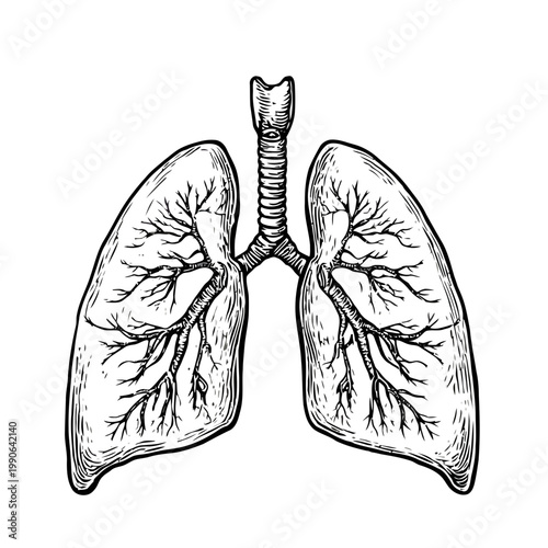 Vintage Hand Drawn Human Lungs Anatomy Vector Illustration