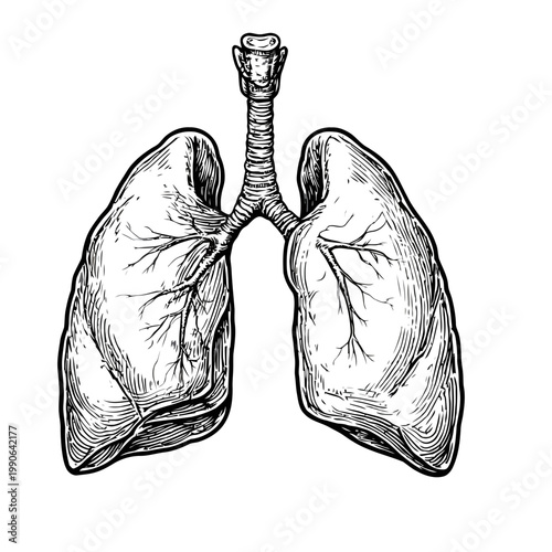 Human Lungs Respiratory System Anatomical Vector Illustration