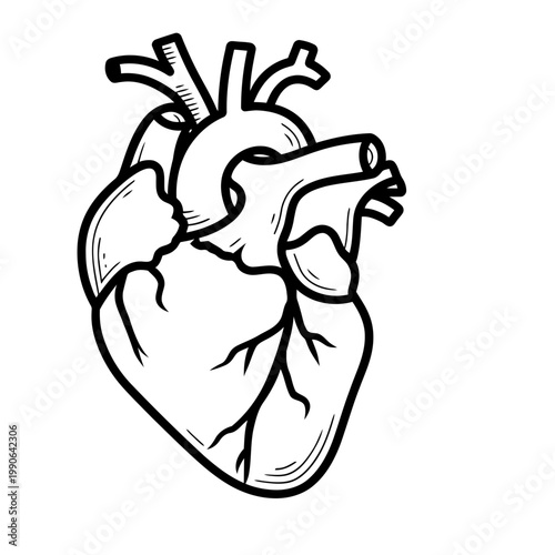 Anatomical Human Heart Line Art Vector Illustration