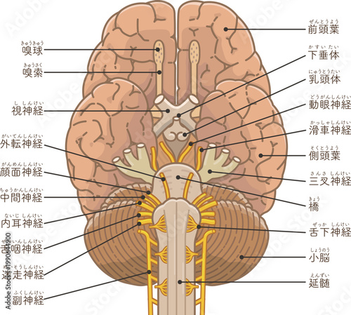 脳の底面　Base of the brain