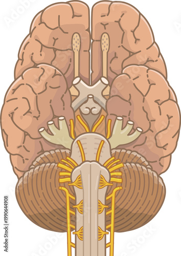 脳の底面　Base of the brain