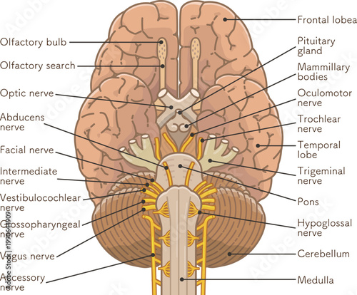 脳の底面　Base of the brain