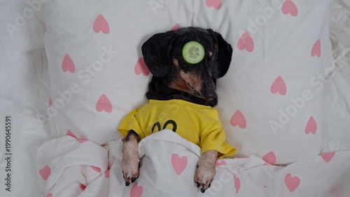 A dachshund lies on a bed with cucumber slices under each eye a fun concept for dog spa treatments, a relaxing pet lifestyle, and a cozy home scene.