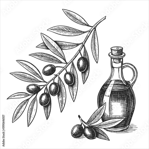Olive branch with olives and bottle of oil in vintage engraving style. Detailed botanical food vector illustration, black and white line art.