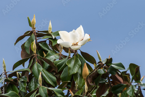 Magnolia Blossom and Buds
