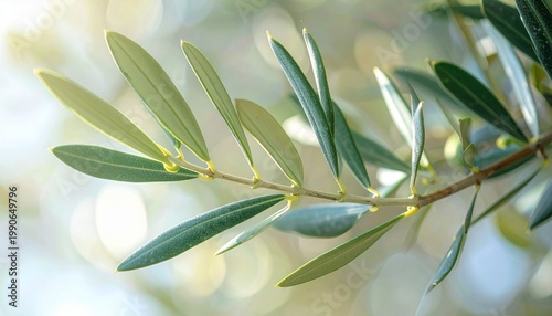 Olive tree branch symbolizing peace, longevity, and Mediterranean natural beauty