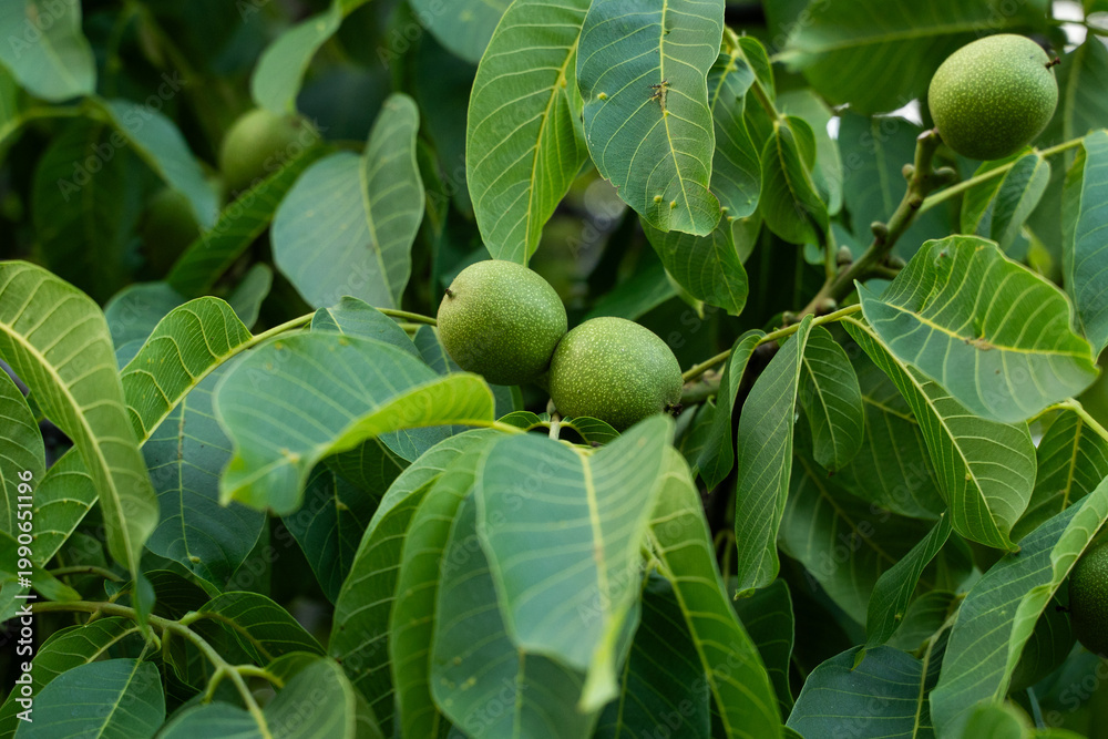 Fototapeta premium Green unripe common walnuts growing on tree branch among vibrant leaves, symbolizing fresh seasonal harvest and natural growth
