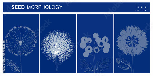 Seed morphology illustration featuring four different seed head structures
