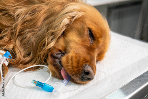 Canvastavla Sedated cocker spaniel dog with intravenous catheter lying on veterinary table,