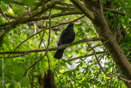 Photos Carrion crow (Corvus corone) perched on tree branch in green forest canopy, detailed black plumage and natural habitat, ideal for wildlife, nature, and birdwatching themes