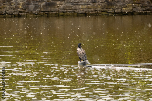 Phalacrocorax carbo resting on pipe in pond, aquatic wildlife scene with textured water surface