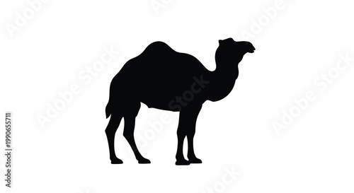 A striking black silhouette of a dromedary camel standing in profile silhouette