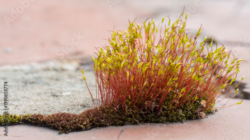 moss growing on concrete