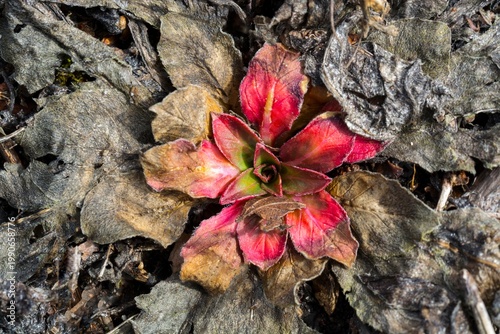 red flower in leafs