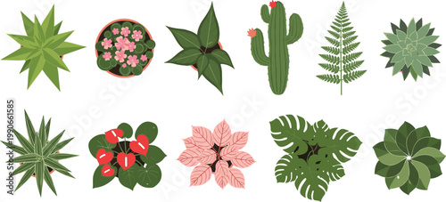 Botanical plant illustration, tropical foliage, cactus flowers, fern leaf, succulent rosette, monstera leaves, decorative nature design, garden ecology artwork, diversity