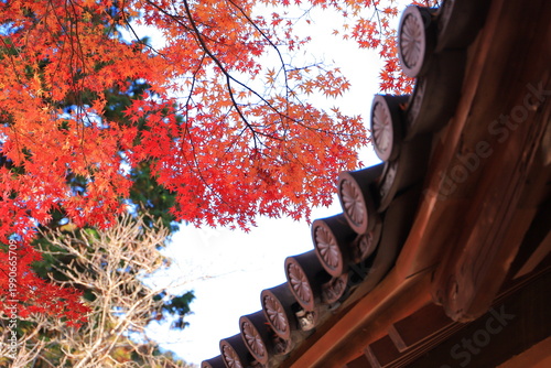 Photos 修善寺的楓葉，靜岡縣伊豆，日本
修善寺の紅葉,  静岡県伊豆, 日本
Autumn leaves in Shuzen-temple, Izu, Shizuoka
