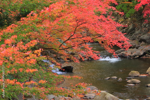 Photos 修善寺的楓葉，靜岡縣伊豆，日本
修善寺の紅葉,  静岡県伊豆, 日本
Autumn leaves in Shuzen-temple, Izu, Shizuoka