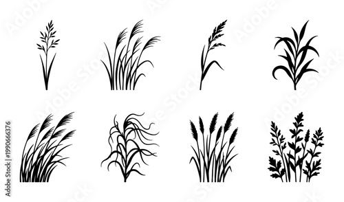 Black grass silhouette set with 8 vector icons, wild meadow plants and field weeds, botanical reed and pampas grass elements for nature design
