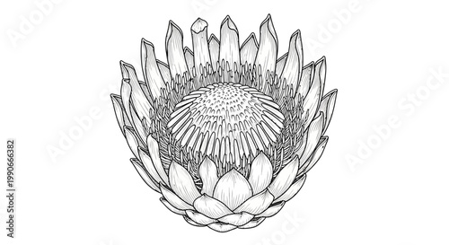 Detailed monochrome illustration of a protea flower on a clean white background