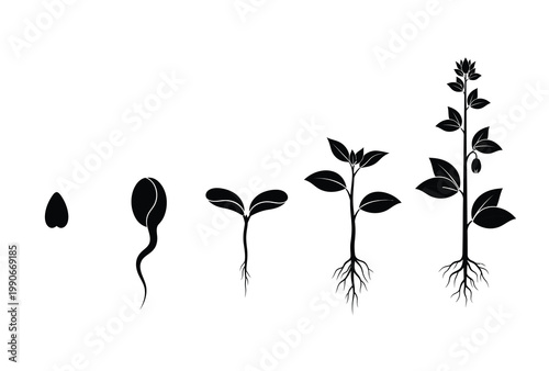 Tablou pe pânză A plant s life cycle is illustrated in a dramatic black silhouette