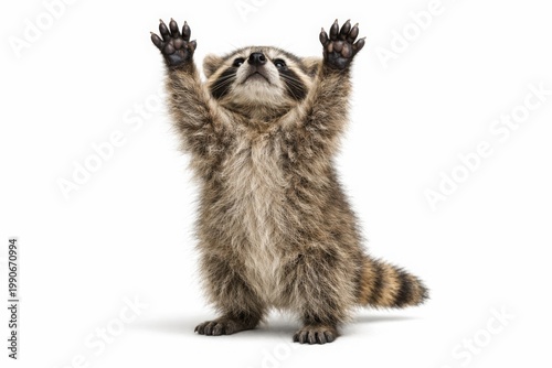 Funny raccoon standing with paws up on white background, cute fluffy procyon lotor reaching up, curious wild animal portrait in studio lighting